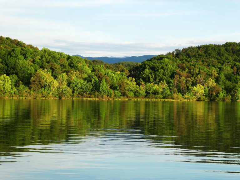Landscape photo of wooded forest at the edge of a serene lake near Hermitage, TN - HND Realty