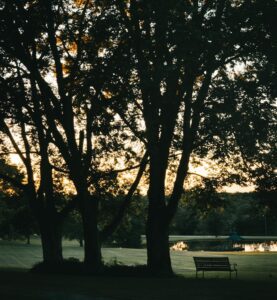 Living in Antioch Tennessee - Sunset through the Trees